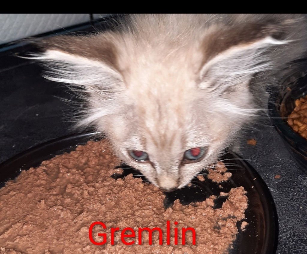 GREMLIN - Siamese available for adoption