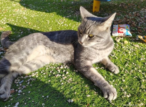DEXTER - Domestic Short Hair available for adoption