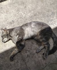 Dexter - Photo 2