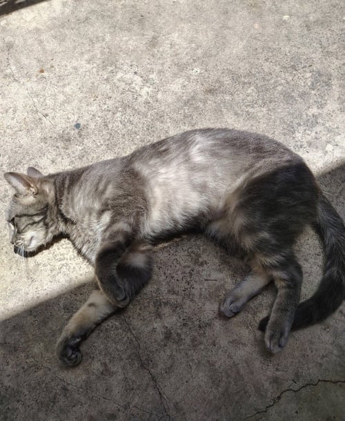 DEXTER - Domestic Short Hair available for adoption