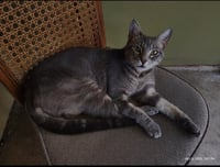 Dexter - Photo 3