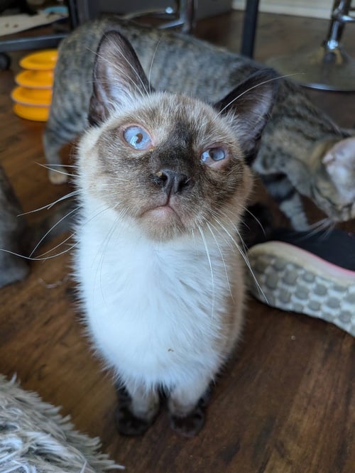 SUEDE - Siamese / Domestic Short Hair available for adoption