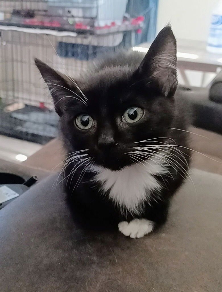 BEAN DIP - Domestic Short Hair available for adoption