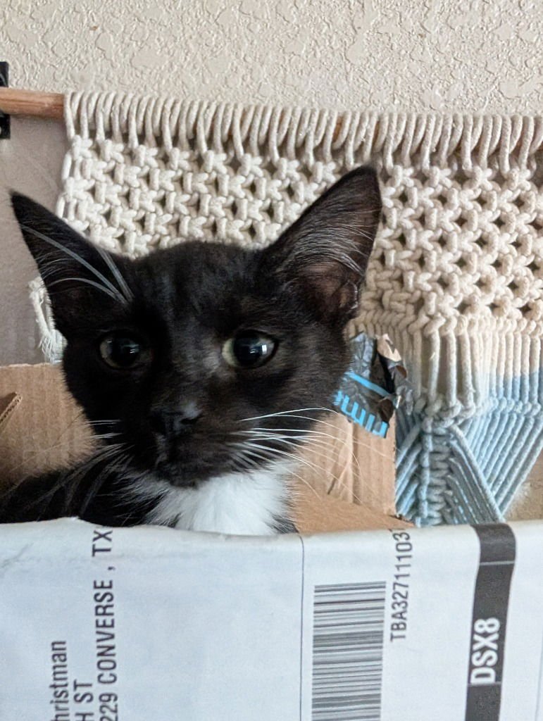 BEAN DIP - Domestic Short Hair available for adoption