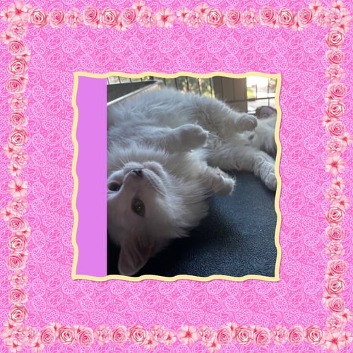 BLUE BELL - Domestic Long Hair available for adoption