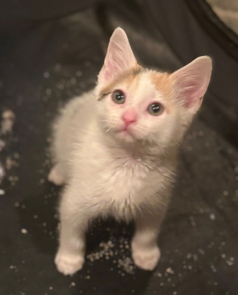 NOELLE - Tabby available for adoption