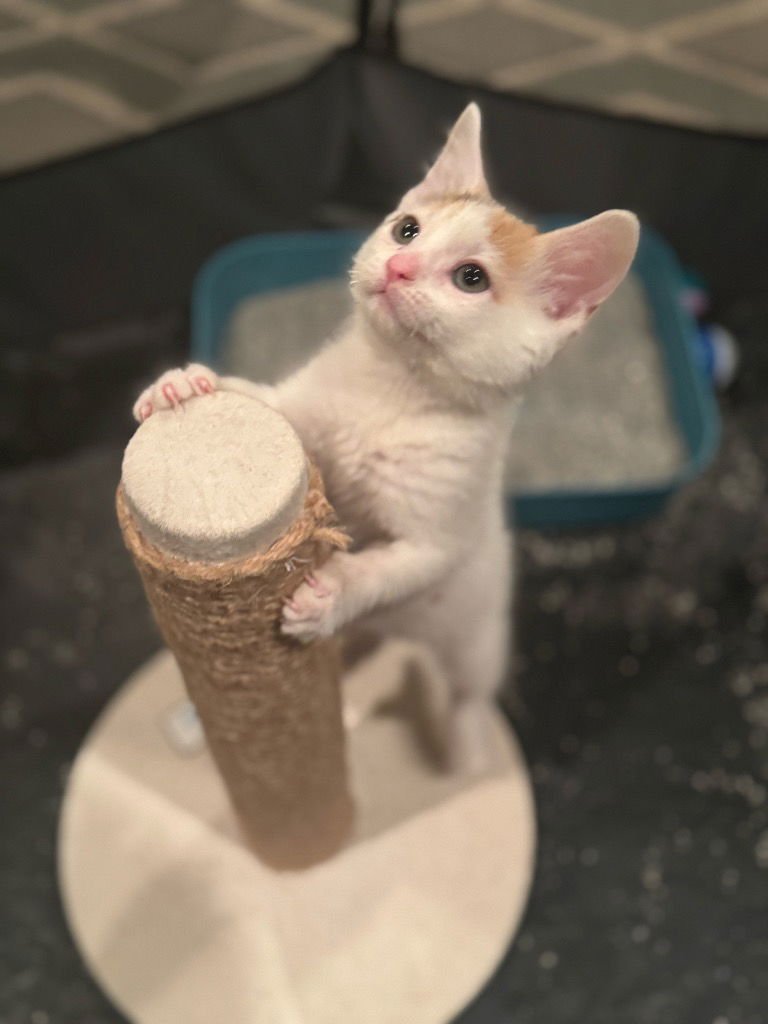 NOELLE - Tabby available for adoption