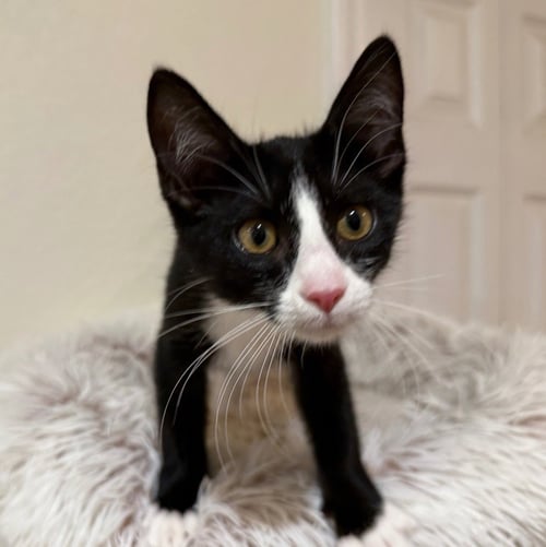 REGAN - Domestic Short Hair available for adoption