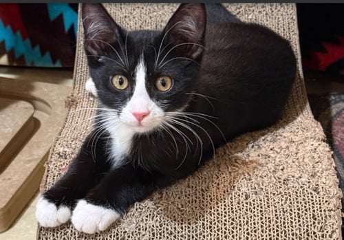 REGAN - Domestic Short Hair available for adoption