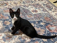 Regan - Photo 3