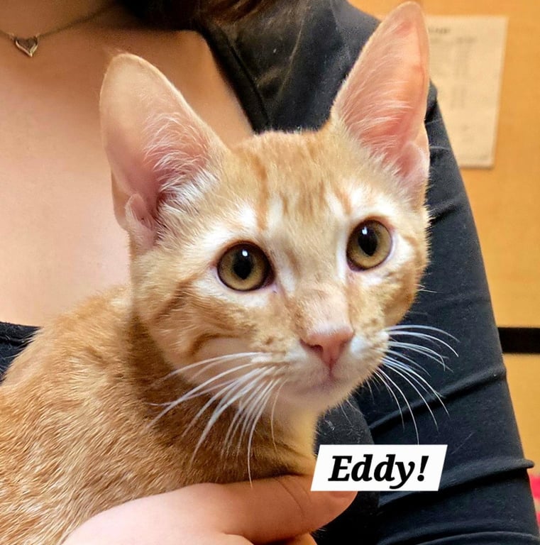 Eddy Image