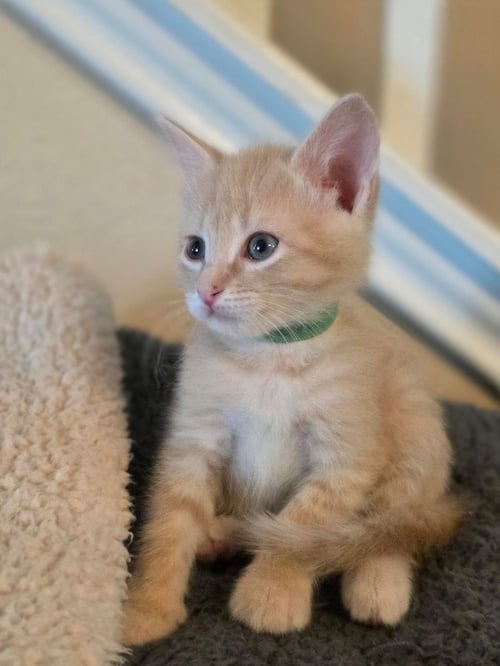 TRISCUIT - Tabby available for adoption