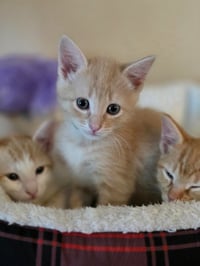 Triscuit - Photo 3