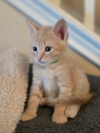 Triscuit - Photo 4