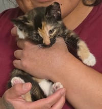 Moxie - Photo 2