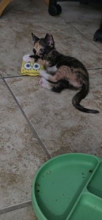 Moxie - Photo 3