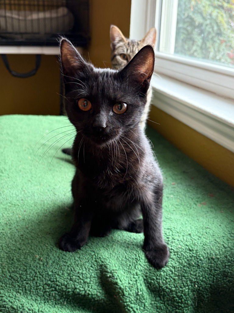 JUNIE - Bombay / Domestic Short Hair available for adoption