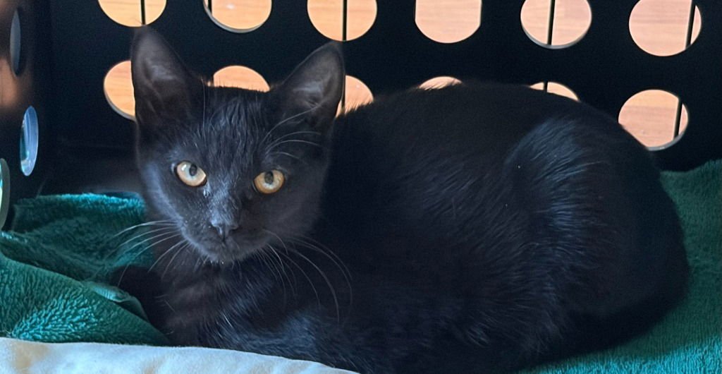 JUNIE - Bombay / Domestic Short Hair available for adoption