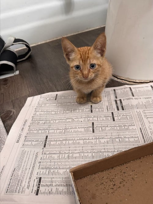 GIZZY - Domestic Short Hair available for adoption