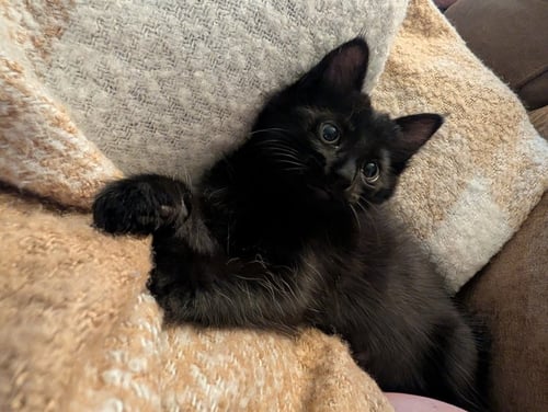 HECATE - Domestic Short Hair available for adoption