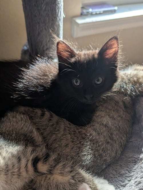 HECATE - Domestic Short Hair available for adoption