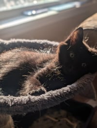 Hecate - Photo 3