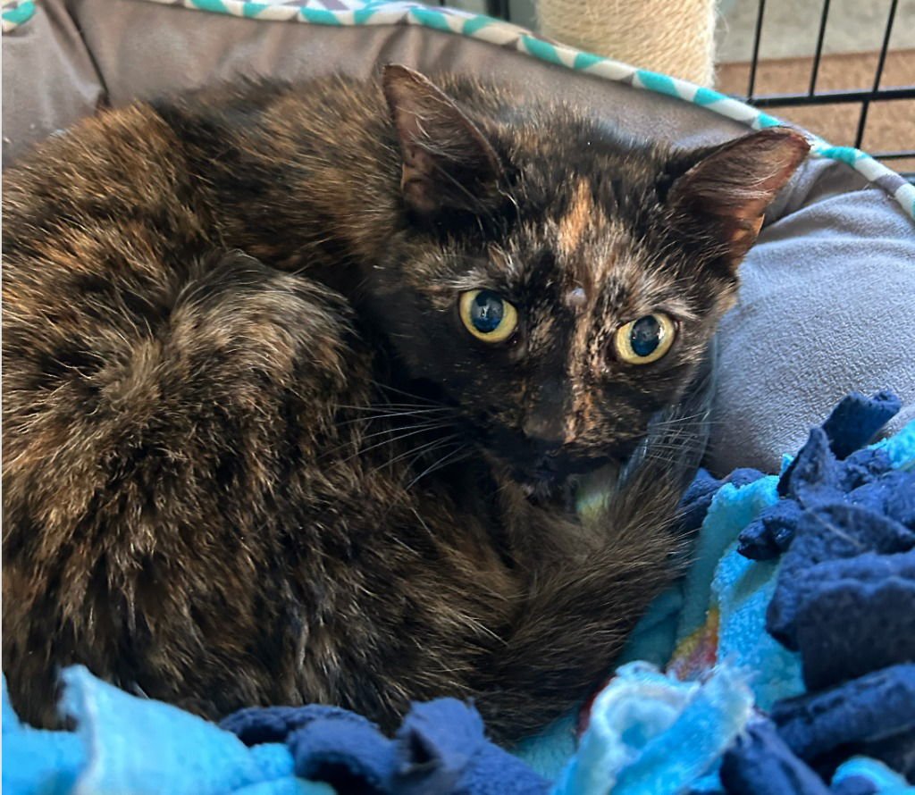 MIG - Domestic Short Hair available for adoption