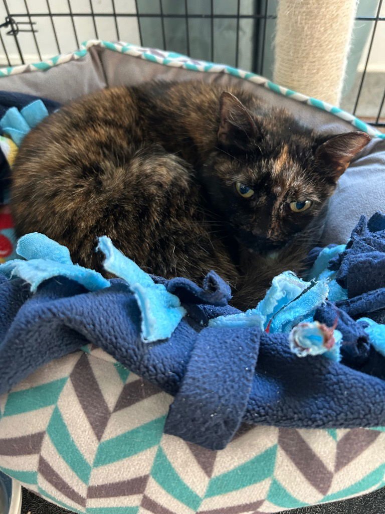 MIG - Domestic Short Hair available for adoption