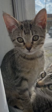 Emmi - Photo 2