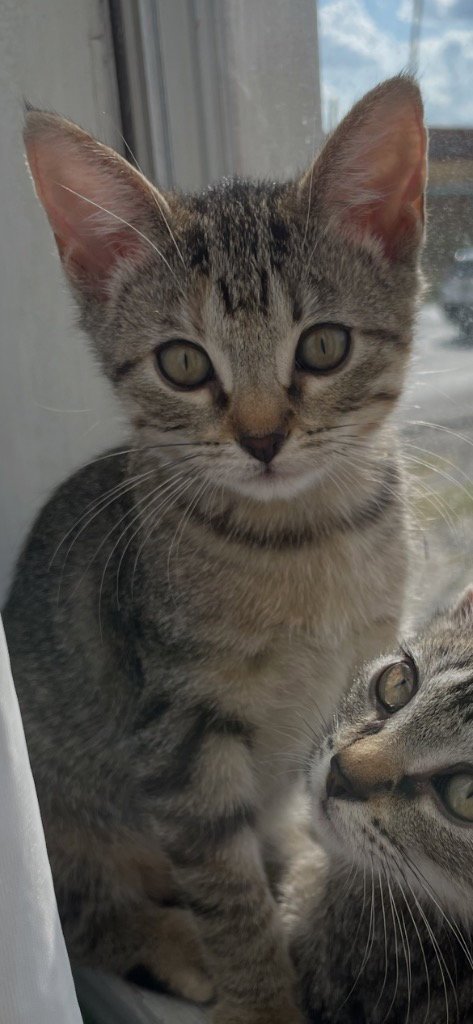 EMMI - Tabby available for adoption