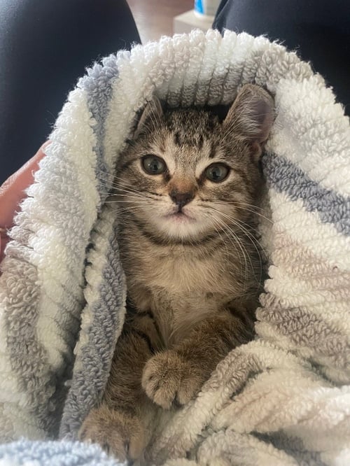 EMMI - Tabby available for adoption