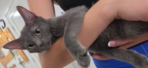 BAGHEERA - Domestic Short Hair available for adoption