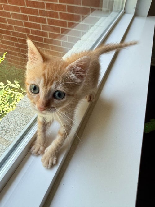 BULLET - Tabby available for adoption