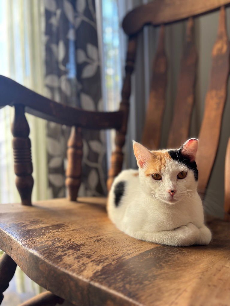 DOLL - Calico available for adoption