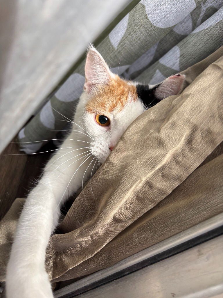 DOLL - Calico available for adoption