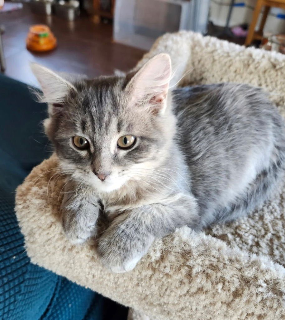 PEPPER - Tabby available for adoption