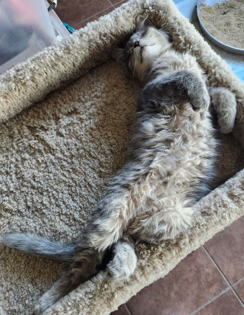 PEPPER - Tabby available for adoption