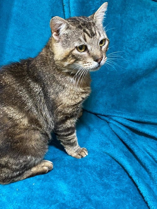 GIMLI - Tabby available for adoption