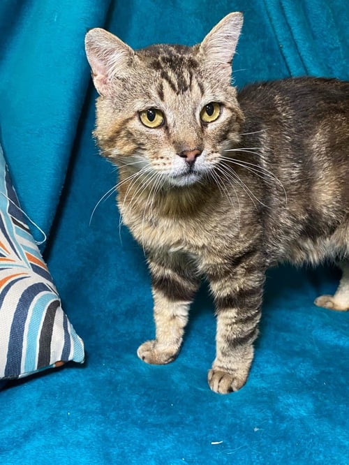 GIMLI - Tabby available for adoption