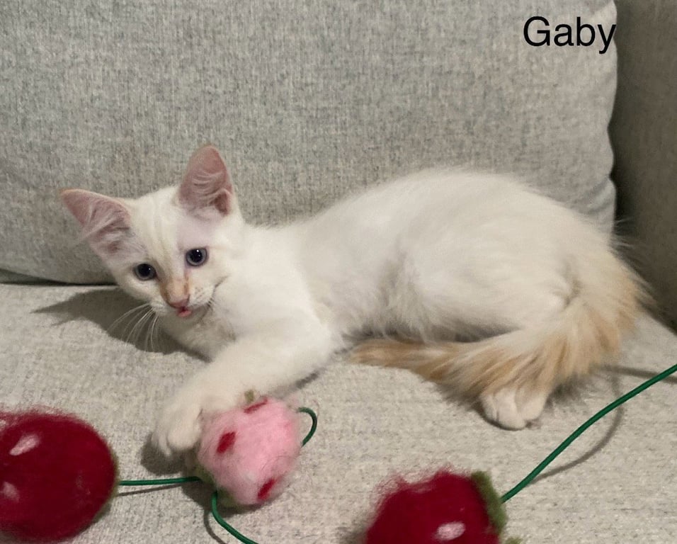 Gaby Image