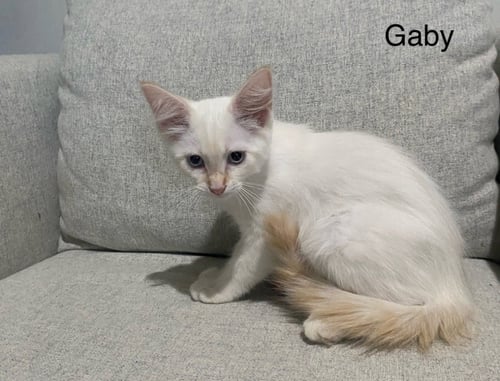 GABY - Domestic Medium Hair / Siamese available for adoption
