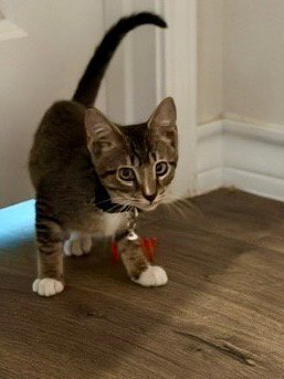 BANE - Domestic Short Hair available for adoption