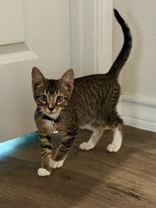 BANE - Domestic Short Hair available for adoption