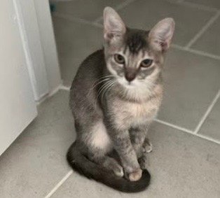 HOPE - Domestic Short Hair available for adoption