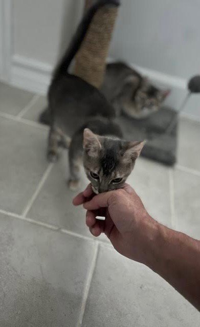HOPE - Domestic Short Hair available for adoption