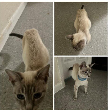LILLIAN - Siamese / Tabby available for adoption