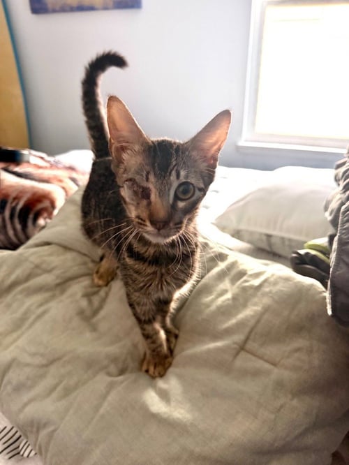 LEROY - Tabby available for adoption