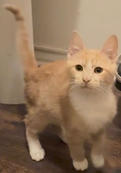 RED - Domestic Short Hair available for adoption