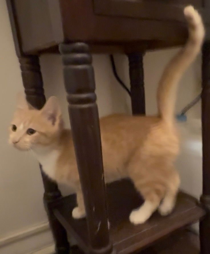 RED - Domestic Short Hair available for adoption