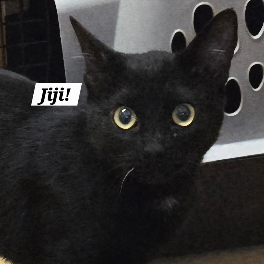 JIJI - Bombay / Domestic Short Hair available for adoption